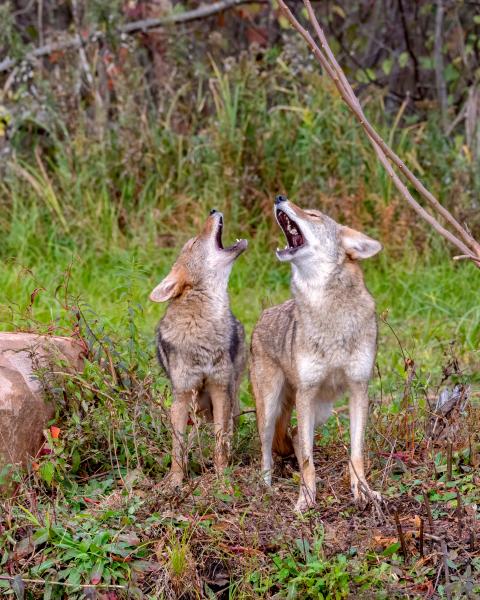 A pair of coyotes vocalizing in the woods