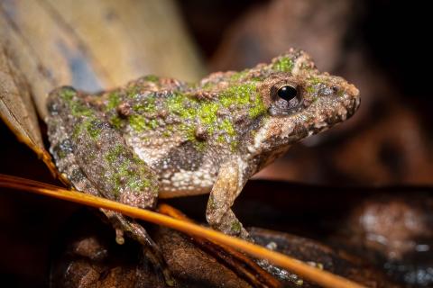 Northern Cricket Frog on leaves