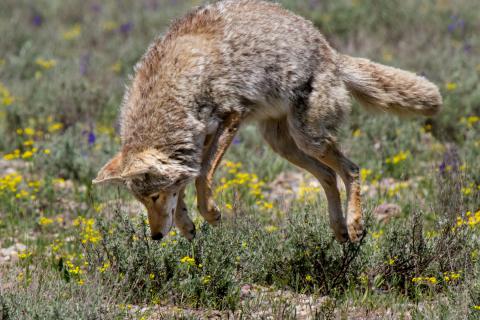 Coyote showing off its rodent hunting skills