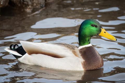 mallard duck in water