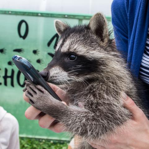 Passing a baby raccoon around for selfies will end badly for the baby raccoon.