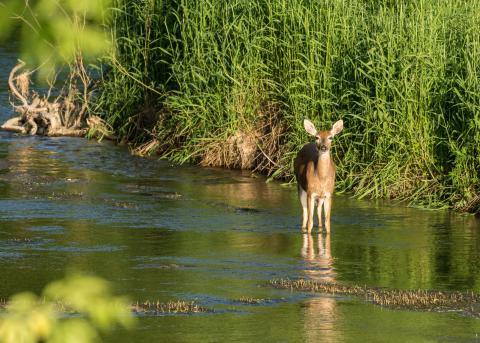 White-tailed deer in water