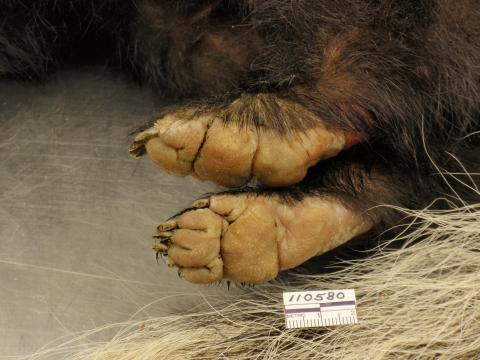 A striped skunk with markedly thickened foot pads, a sign of CDV​