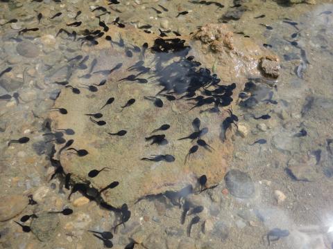 black tadpoles swimming underwater