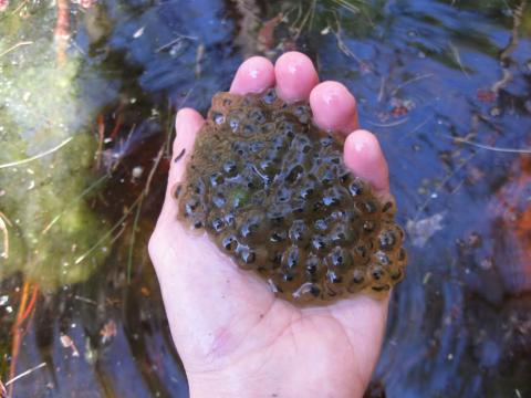 handful of wood frog eggs