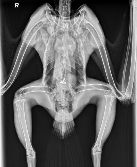 Radiograph of a bald eagle at the Janet L. Swanson Wildlife Health Center with stomach full of lead shot.