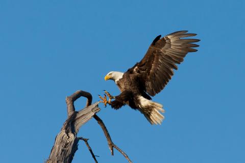 Bald eagle (Haliaeetus leucocephalus) about to land on a tree limb