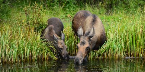 Two moose drinking from a stream