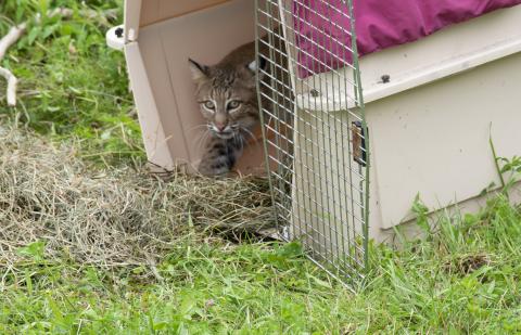 bobcat inside dog crate