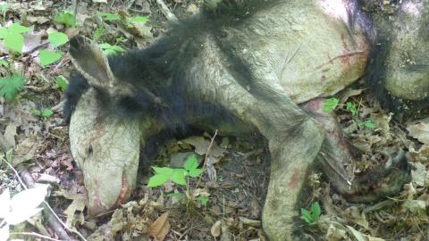 Carcass of a young black bear with severe mange infection, likely the contributing factor in its death.
