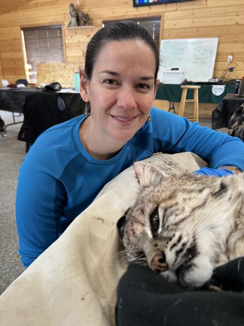 Dr. Bloodgood examines an adult bobcat following anesthetization. 