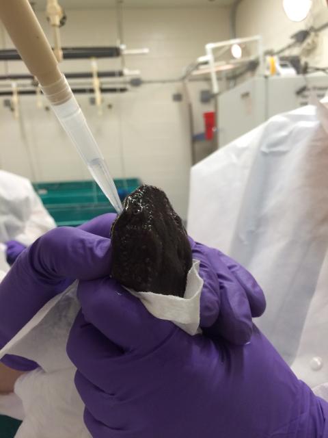 Eastern hellbender specimen receiving an oral vaccination