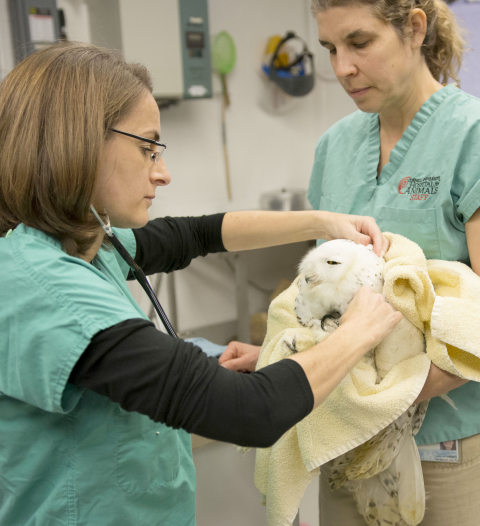 Injured Snowy Owl being examined by Dr. Sara Childs-Sanford