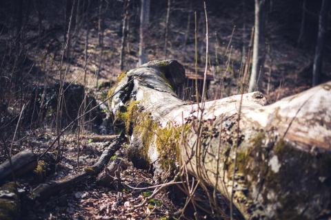 Downed tree