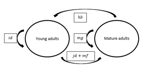 Thumbnail of life history diagram