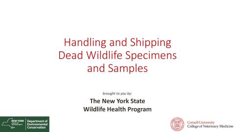 Thumbnail of title slide