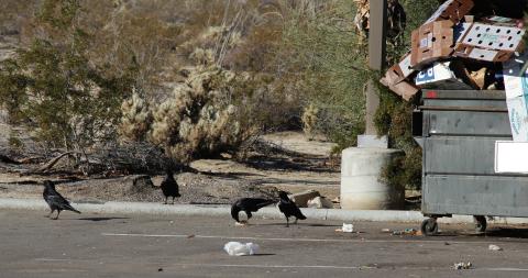 raven dumpster divers