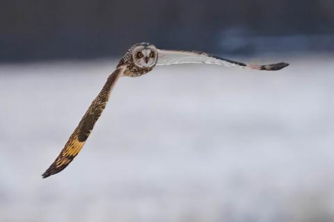 Short-eared owl in flight