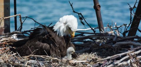 Bald eagle parent feeding nestling