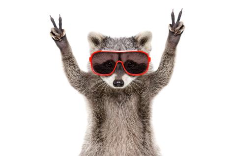 Raccoon with sunglasses on throwing up the peace sign