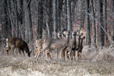 A group of white-tailed deer of varied ages.