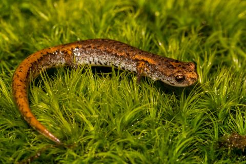 Four-toed salamander (Hemidactylium scutatum) in the field