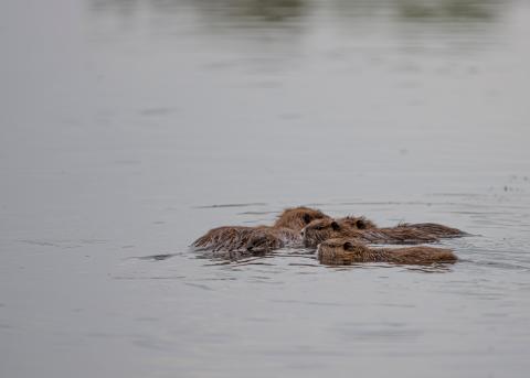 Beaver family swimming near their lodge. Beavers stay in family groups, which include an adult male and female, young kits, and slightly older offspring.