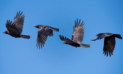 American crows flying across the sky