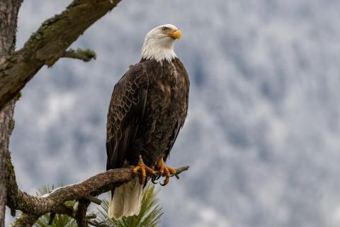Bald eagle in a tree