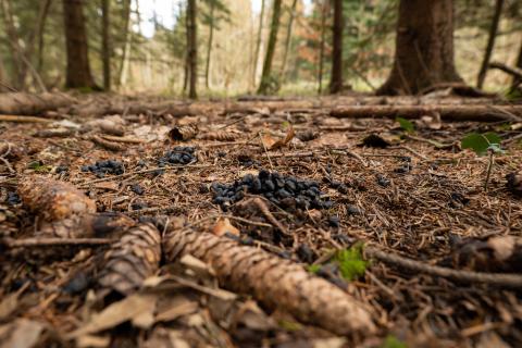 deer droppings on the forest floor