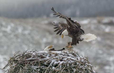 Bald eagle mated pair preparing their nest for their young.