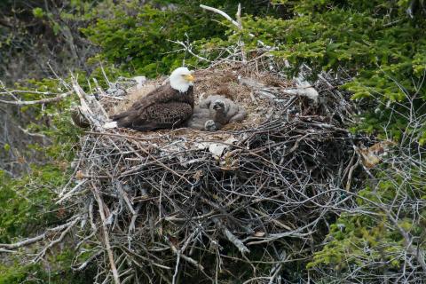 Bald eagle and eaglets in nest