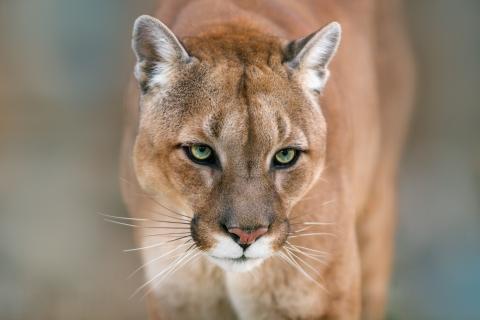 Mountain lion portrait on a light background