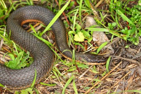 Queen snake in grass