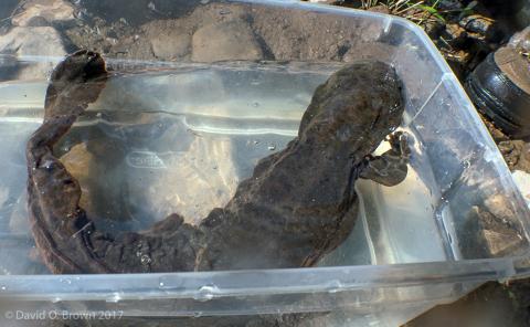 Hellbender in sterile bin for exam