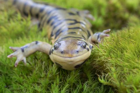 close up of tiger salamander on moss