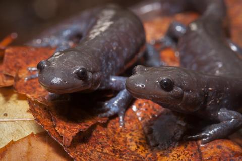 Two Jefferson Unisexual ambystoma salamanders posing together