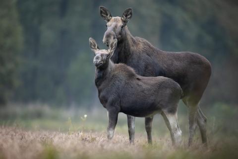 Moose cow and calf