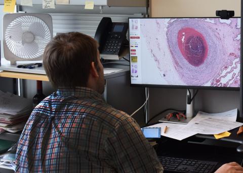 Dr. Hitchener reviewing a histopathology slide on computer monitor