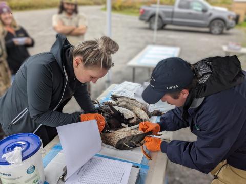 HPAI sampling in ducks
