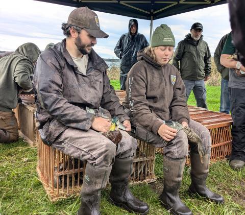 Demonstrating bird handling
