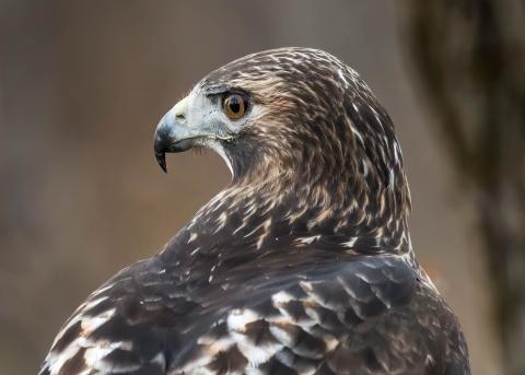 Red-tailed hawk close up
