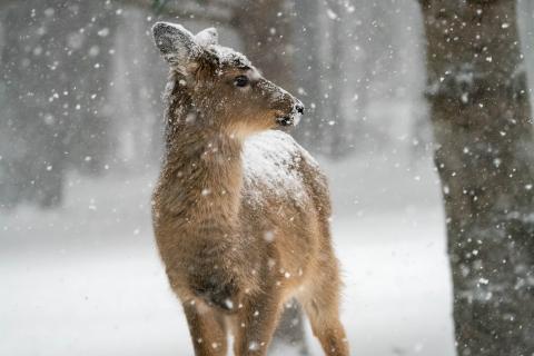 White-tailed doe in snow