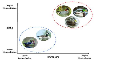 Graph of species and contaminants