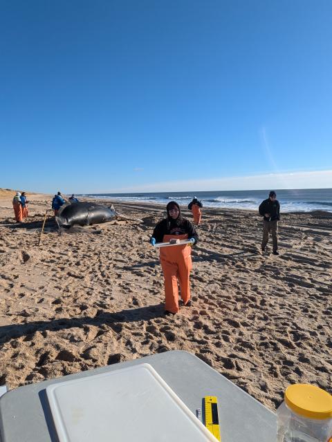 Wildlife residents at marine mammal stranding