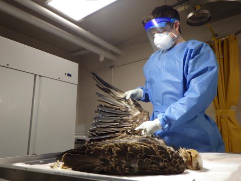 examining a dead bald eagle