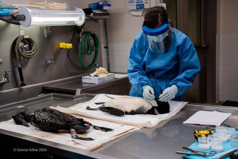 examining two common loons for necropsy
