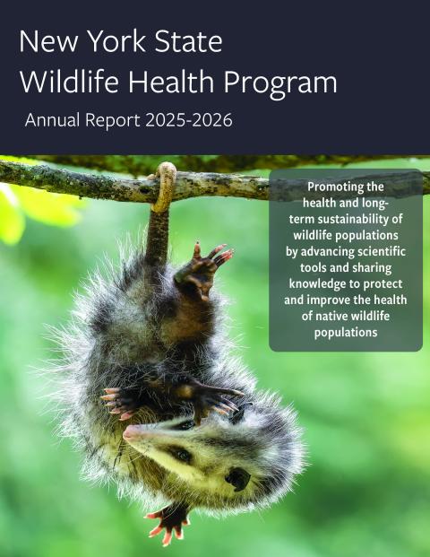 Thumbnail of WHP Annual report 2025-2026