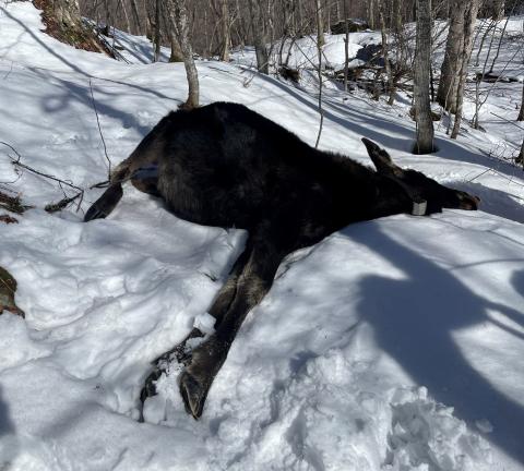 deceased moose in the snow