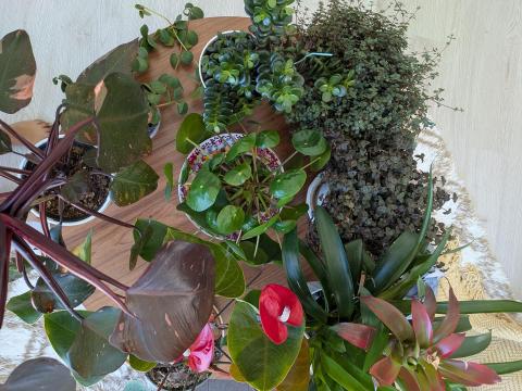 table with colorful plants